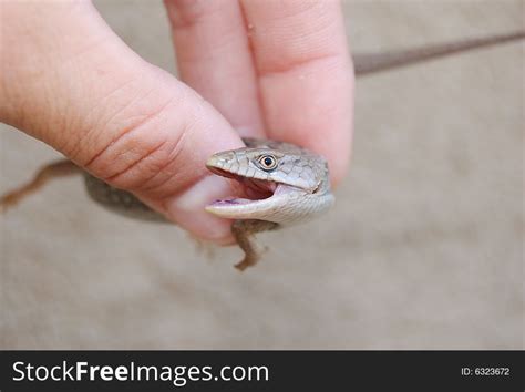 Southern Alligator Lizard Bite - Free Stock Images & Photos - 6323672 ...