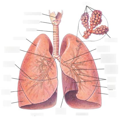 Lungs Diagram | Quizlet