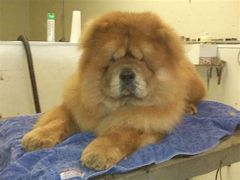 Black Chow Chow Lion Cut