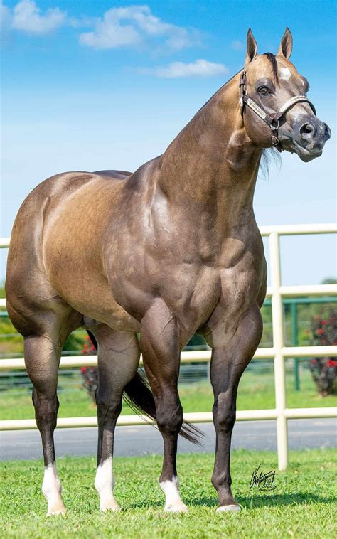 Stallions | Beautiful horses, Quarter horse stallion, Aqha horses