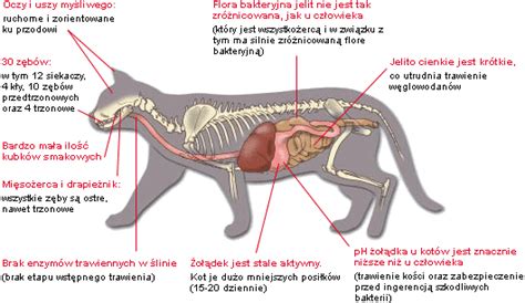 Nie zastąpione Zwierzątka!: Czym najlepiej odżywiać kota?