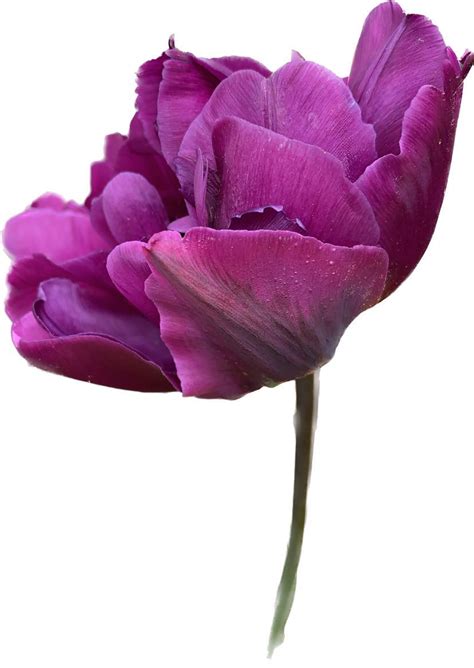 Tulipán Negrita Double