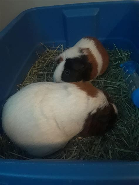 Big booty NSFW : r/aww