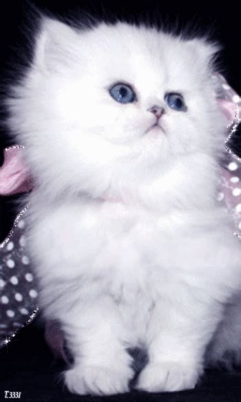 Dany Daneshka - Google+ | Милые котики, Милые детеныши животных, Самые ...