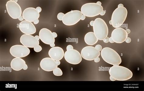 Saccharomyces cerevisiae culture hi-res stock photography and images ...