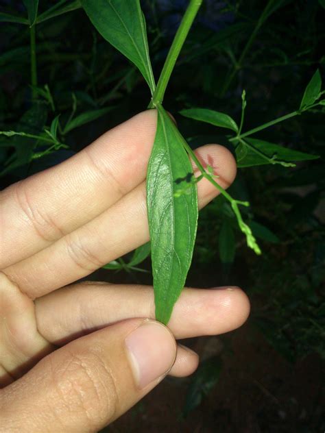 Relax = Tenang: Daun pokok cerita pengubat pelbagai jenis penyakit