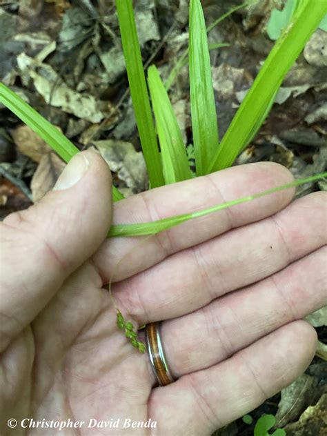 Carex laxiculmis | Illinois Botanizer