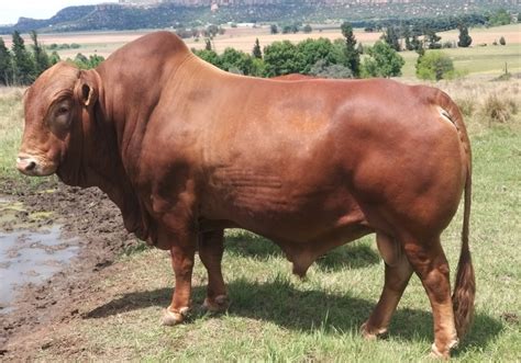 Afrikaner Cattle Breeders' Society of South Africa