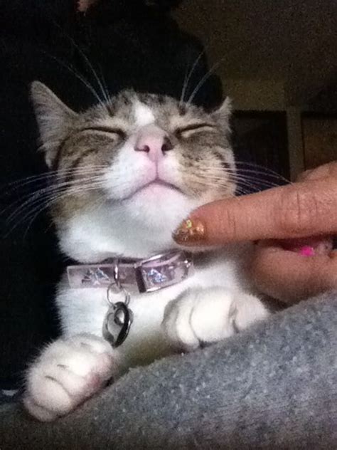 Kiut cat... | Cats, Animals