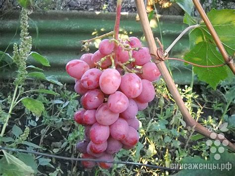 Дашуня | питомник ГАЛЕРЕЯ ВИНОГРАДА