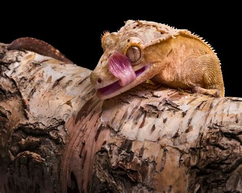 Do Crested Geckos Bite?