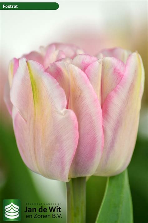 Foxtrot ® | Tulip | Jan de Wit en Zonen B.V.