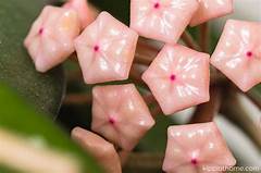 Hoya Propagation Methods