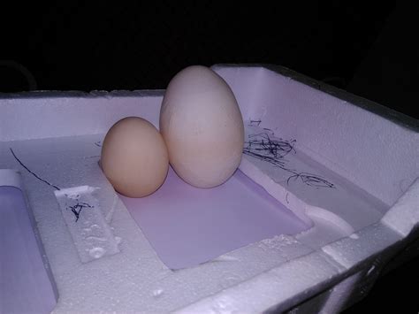 World biggest chicken egg