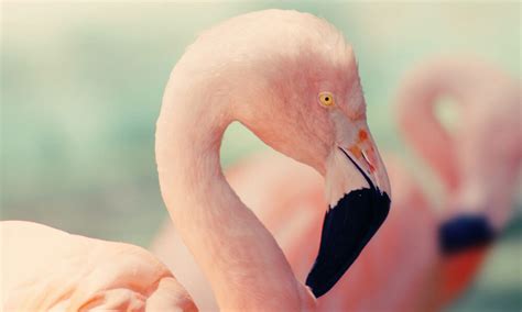 pink flamingo pastel color palettes