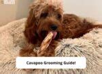 Cavapoo Grooming Guide - Step by Step with Pictures! (2024) - We Love ...