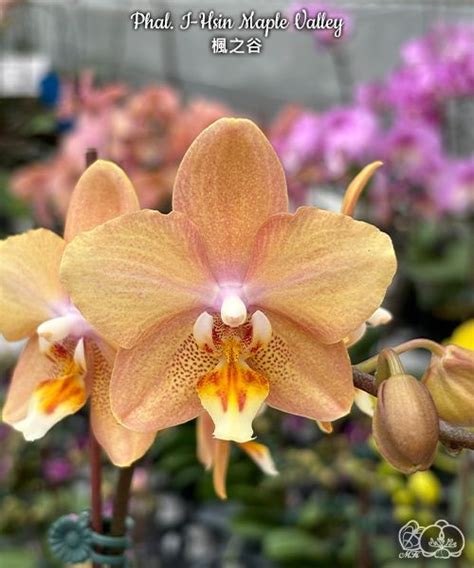 Phal. I-Hsin Maple Valley 2.5''
