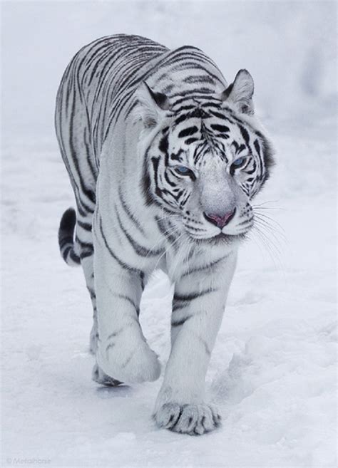 Beautiful Wildlife Photography In The Winter