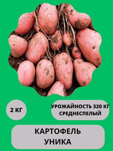 Клубни Картофель купить по выгодной цене в интернет-магазине OZON ...