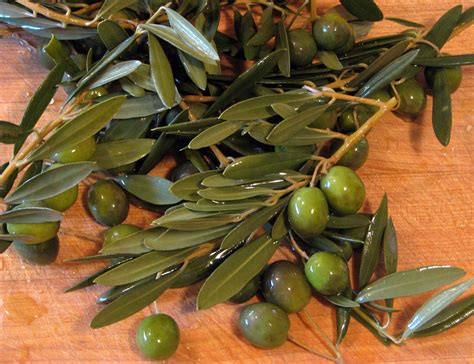 olive