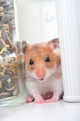 hamster foto stok  gambar  anak umur manusia asia