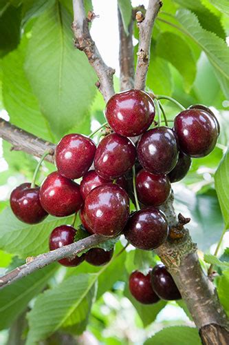 Sweet Cherry - Prunus avium 'Penny'