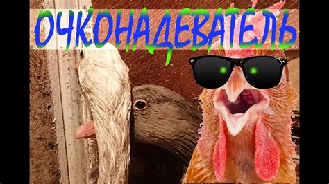 Очки от расклева для кур. Как ими пользоваться. - YouTube