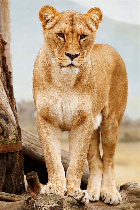 female lions lion images pixabay