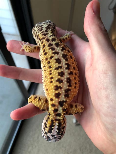 best gecko losing weight fast 5