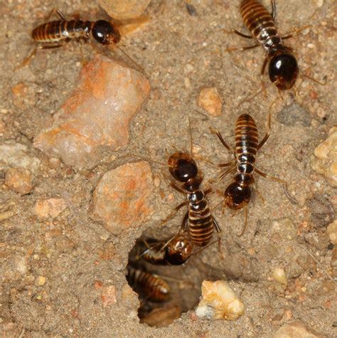 African harvester termite - SANBI