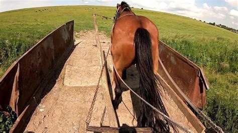КІННИЙ БАЗАР, ВЕЛИКИЙ ВИБІР КОНЕЙ НА ПРОДАЖУ/ТАБУН НА ВИПАСІ/Коні ...