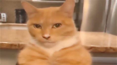 😽cat mewing (lookmaxxing) meme💩 - YouTube