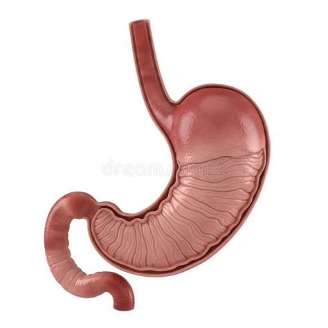 realistic  rendering   human stomach anatomy detailed internal