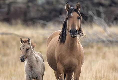 Kiger Mustang Refuge | Wild horse pictures, Wild horses photography ...