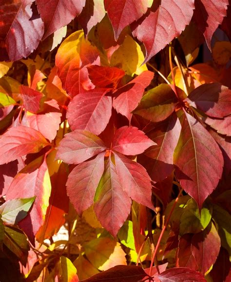 Parthenocissus quinquefolia (виноград девичий пятилисточковый) REDWALL ...