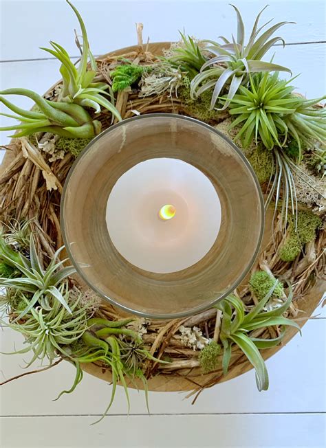 Do Air Plants Need Sun? (Choosing the Ideal Spot) - Celebrated Nest