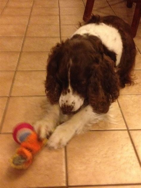 Springer Spaniel - Velvet playing with her toys. | Diva dogs, Springer ...