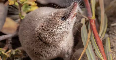 Rare Animal in California Photographed for the First Time Ever | PetaPixel