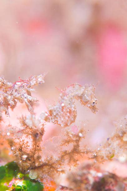 1,300+ Seaweed Seahorse Pictures Stock Photos, Pictures & Royalty-Free ...
