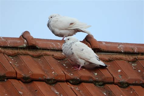 Pigeons Dove White - Free photo on Pixabay - Pixabay