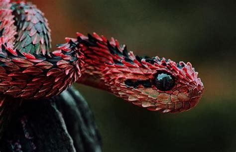 аспид это змея | Poisonous snakes, Bizarre animals, African bush viper