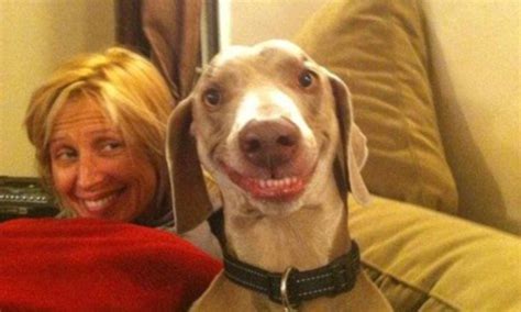 Grinning dog with cartoon smile is internet sensation | Daily Mail Online