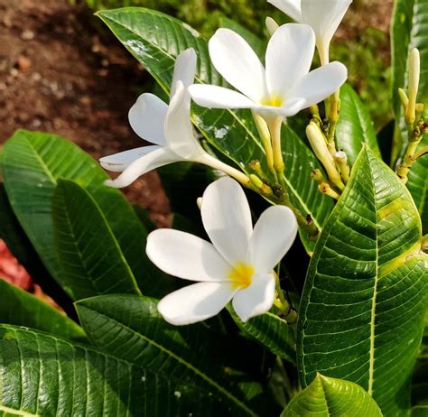 Champa Plant - Meaning, Types, Pictures, And How To Grow And Care For