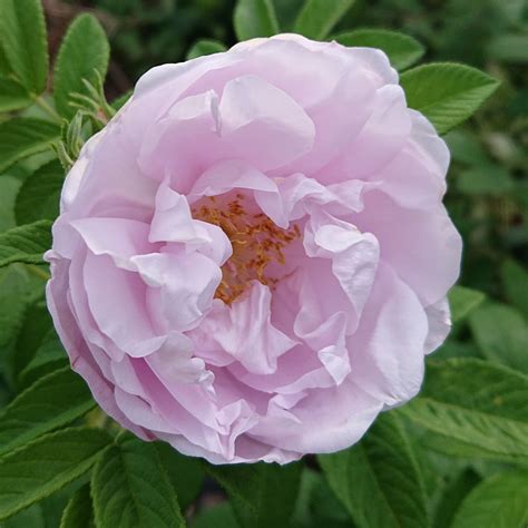 Schneekoppe – Karin Schade – Stauden und Rosen