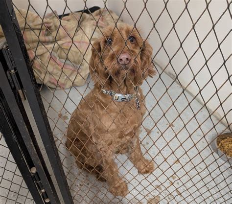 Precious Pets Boarding Kennel LLC | Medford WI