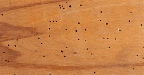 7 Signs Termites In Wood Furniture And How To Get Rid