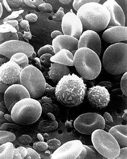 White blood cell - Wikipedia