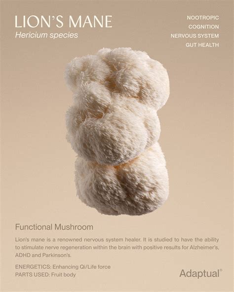 Australian Lion's Mane Tincture | Adaptual Health – AdaptualHealth