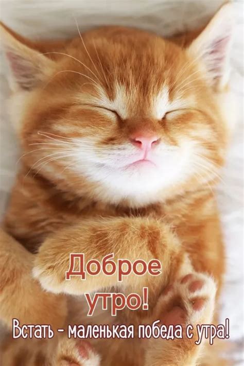 С Добрым утром — красивые картинки с котиками и котятами (90 штук)