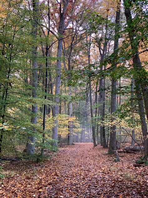 Mature Forest by naturisticman on DeviantArt